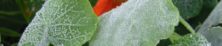 frost on nasturtiums