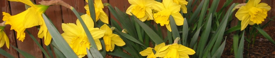 yellow daffodils by wooden fence
