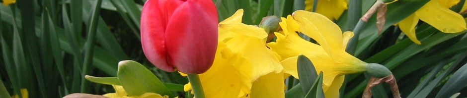 red tulip and daffodils