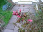 Wigela (honeysuckle) pink buds on twig
