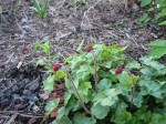 Flower spike buds on huchera (Coral Bells) perennial