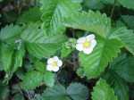 white blossoms with yellow centers on alpine (wild) strawberry plant