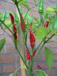 Ripe chili peppers on plant