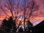 tree branches on colorful sunrise sky