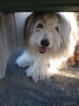 "smiling"  shaggy dog 