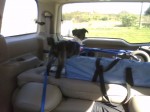 small dog looking out rear window of station wagon