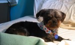 small dark dog resting on bed