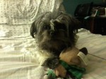Small dark gray dog gripping stuffed toy
