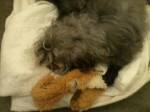 small dog napping with fox toy