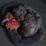 small dog curled up with wooly toy