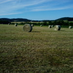 Field with round hay bales
