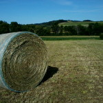 round hay bale in field