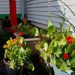 Nasturtium flowers in planters