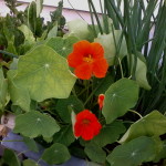 Orange nasturtium blooming