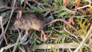 deceased mouse