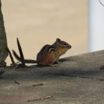 chipmunk