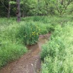 Stream and iris plants