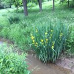 Iris plants along stream with trees in background.