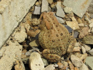 Toad on stones