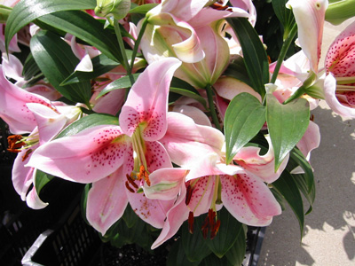 Pink lily flowers photograph