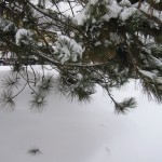 pine tree branches with snow