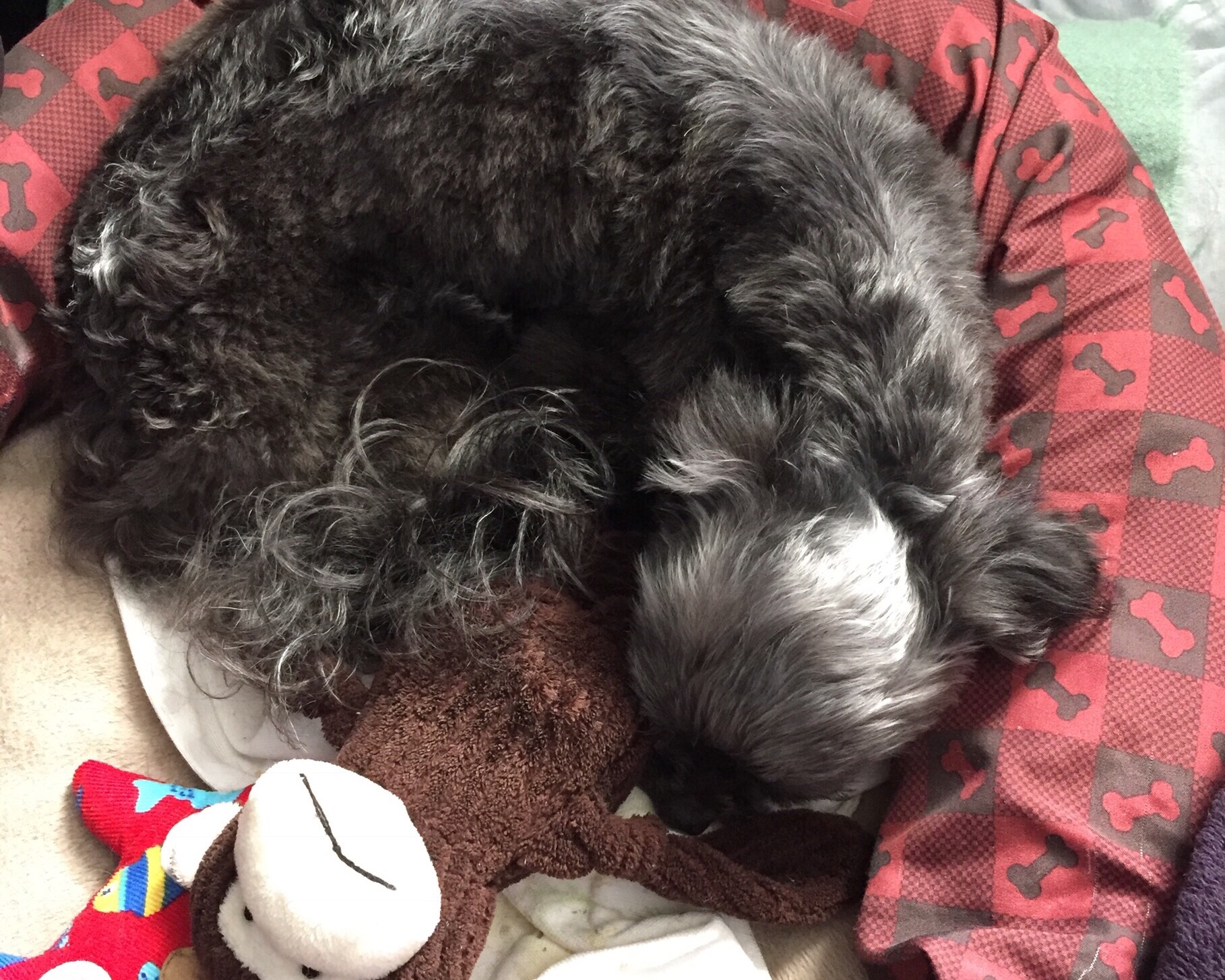 Small dog napping with his toys